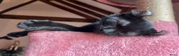 Mixed Breed cats for sale: Last Boy of the Bunch  in Bromyard - Advert 4
