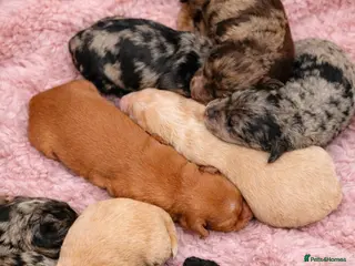 Australian Labradoodle dogs AUSTRALIAN LABRADOODLE PUPPIES - Advert 4