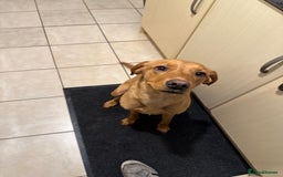 Labrador Retriever dogs for sale: Female red fox labrador - Advert 2