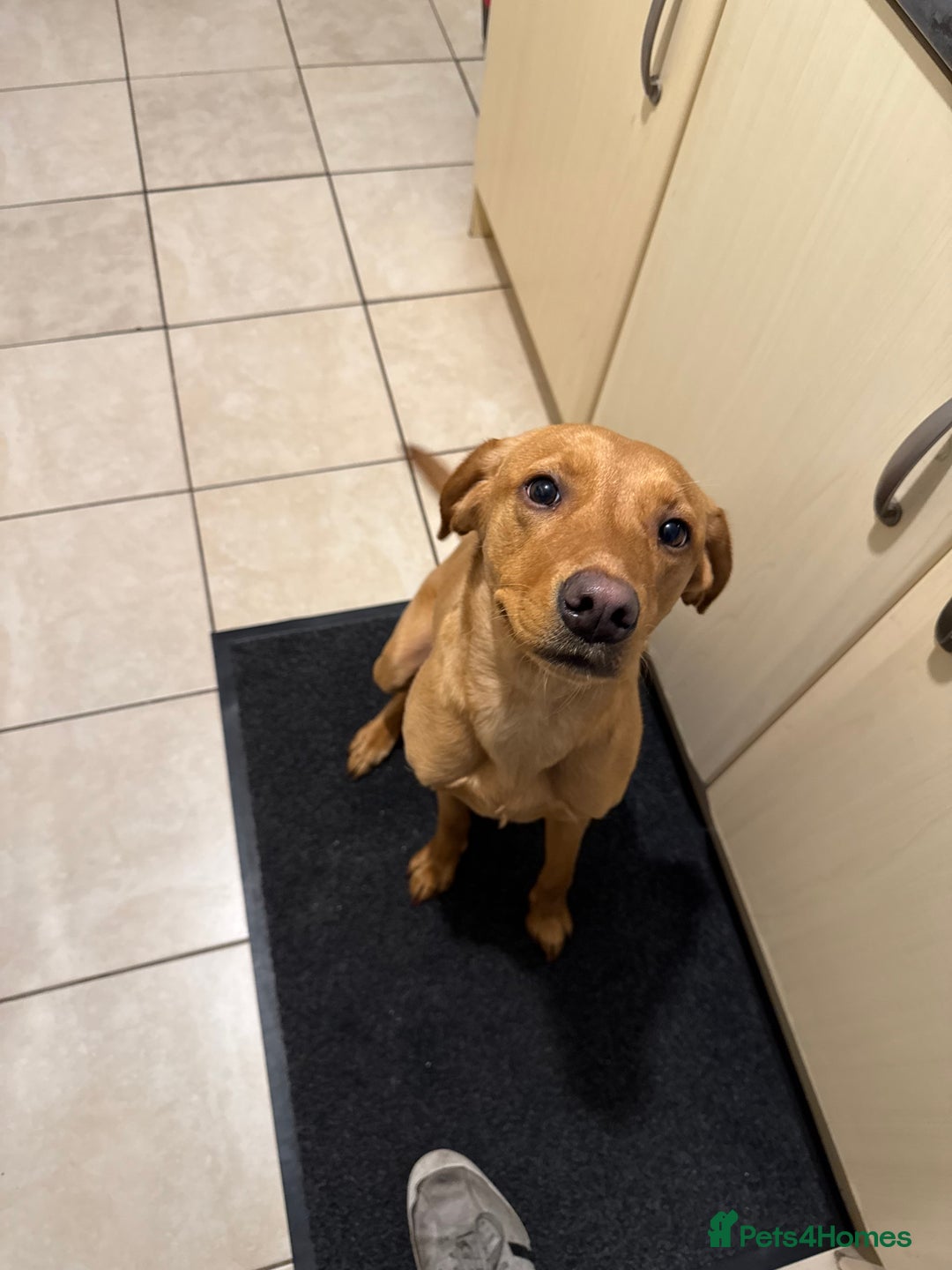 Labrador Retriever dogs for sale: Female red fox labrador - Advert 2