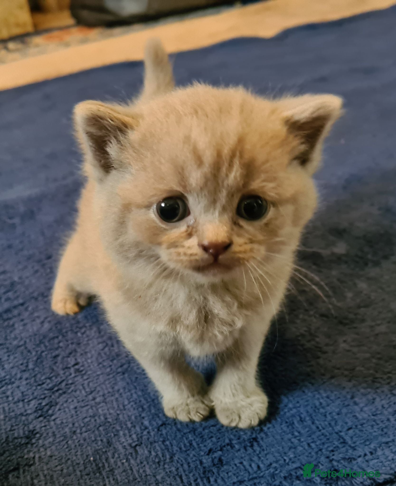 British Shorthair cats GORGEOUS BRITISH SHORTHAIR KITTENS - Advert 1