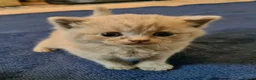 British Shorthair cats for sale: GORGEOUS LILAC BRITISH SHORTHAIR KITTENS - Advert 11