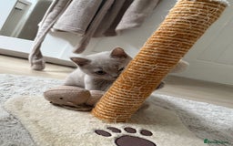 British Shorthair cats for sale: Lilac British Shorthair Kitten - Image 5