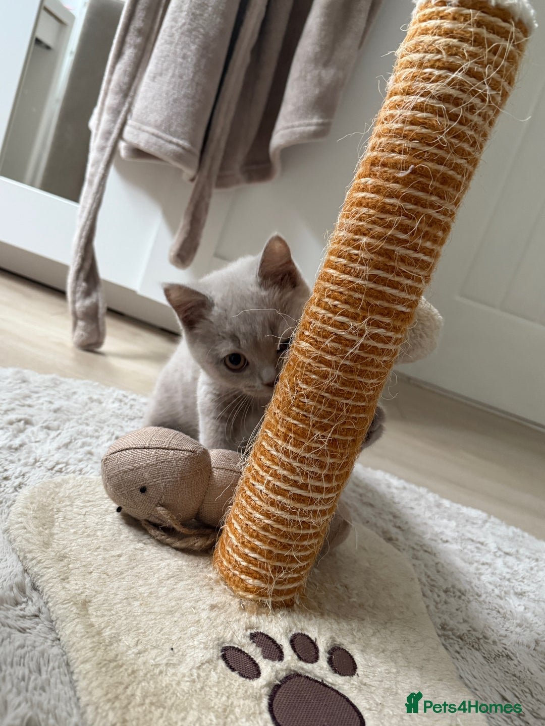 British Shorthair cats for sale: Lilac British Shorthair Kitten - Image 5