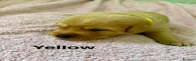 Labrador Retriever Puppy 3