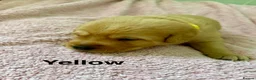 Labrador Retriever dogs for sale: Fox red Labrador puppies for sale - Advert 12