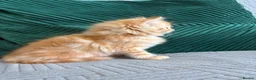 Mixed Breed cats for sale: fluffy kittens looking for their forever home  - Advert 3