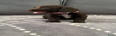 Cocker Spaniel 3