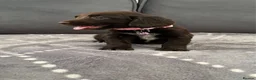 Cocker Spaniel dogs for sale: Peppa beautiful puppies - Advert 5