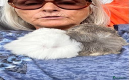 Guinea Pig rodents for sale: 2 Peruvian boar’s  in Wickford - Image 5