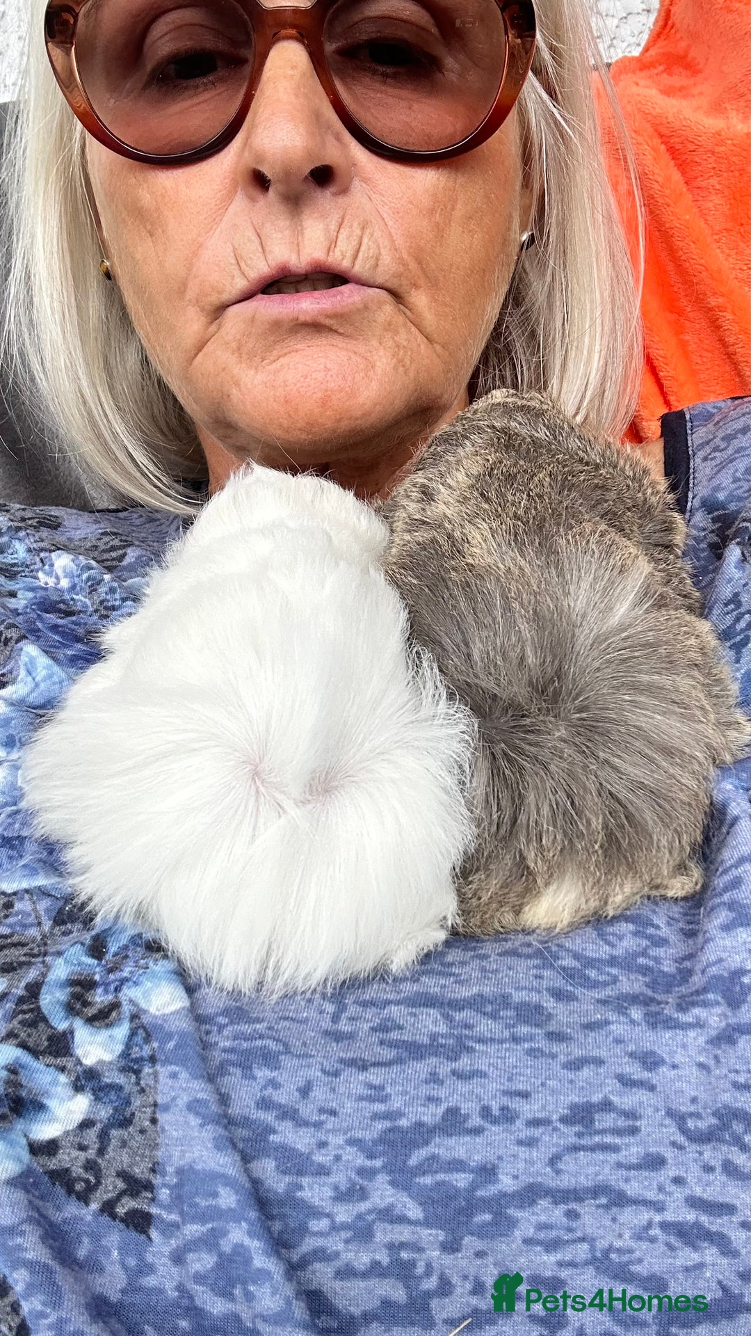 Guinea Pig rodents for sale: 2 Peruvian boar’s  in Wickford - Image 5