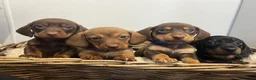 Miniature Dachshund dogs for sale: Miniature dachshunds ready for there new home - Advert 11