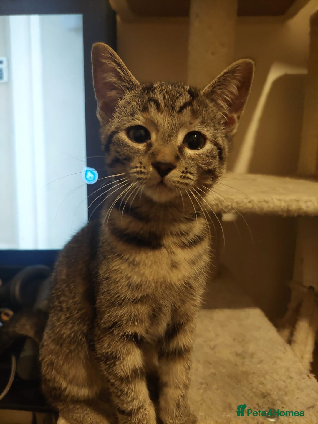 Mixed Breed cats for sale: 5 kittens for sale 13 weeks old ready to go  - Advert 10