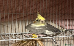 Cockatiels birds for sale: 🐦 Cockatiels with Large Double Cage - Image 3