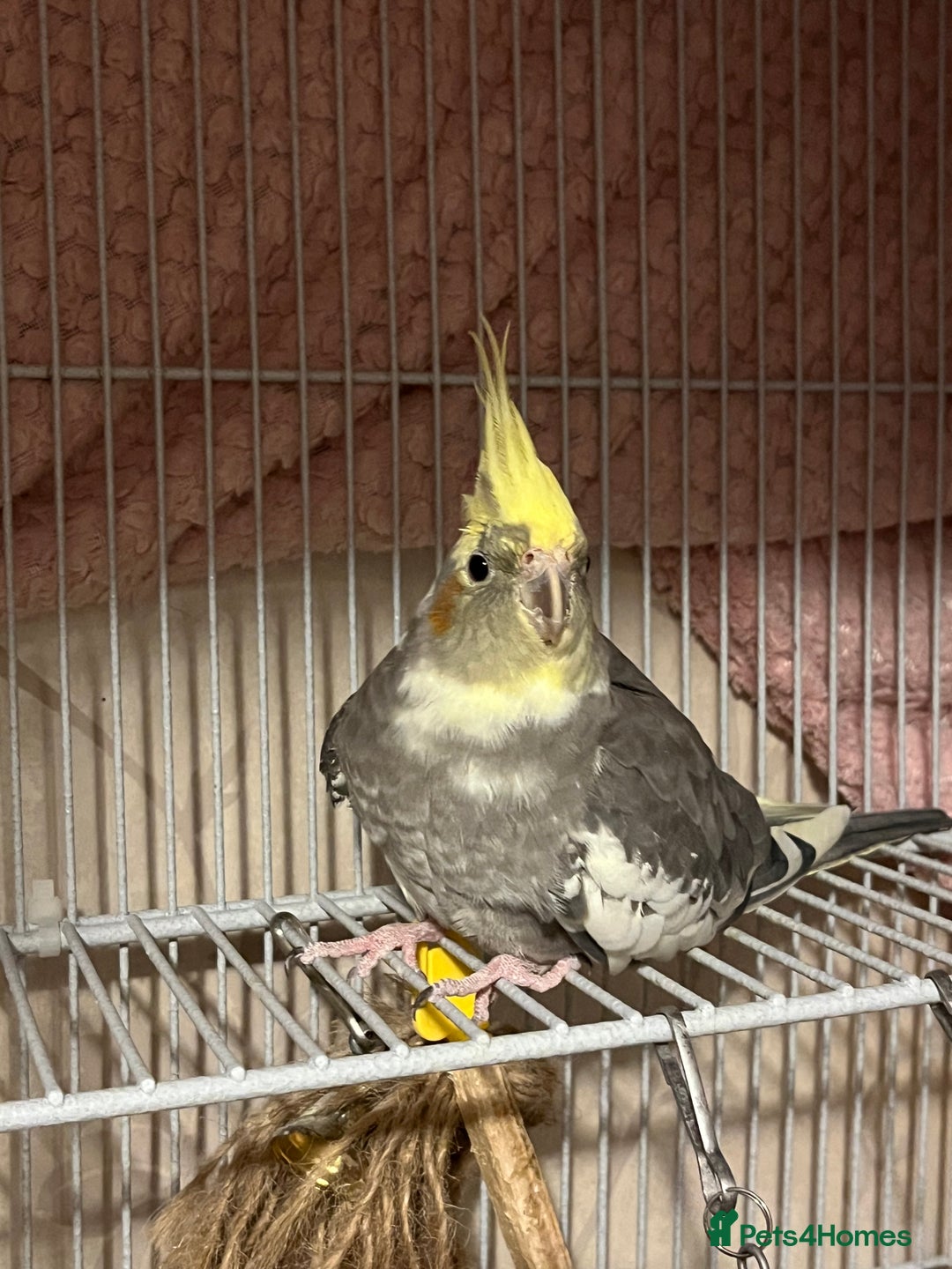 Cockatiels birds for sale: 🐦 Cockatiels with Large Double Cage - Image 3