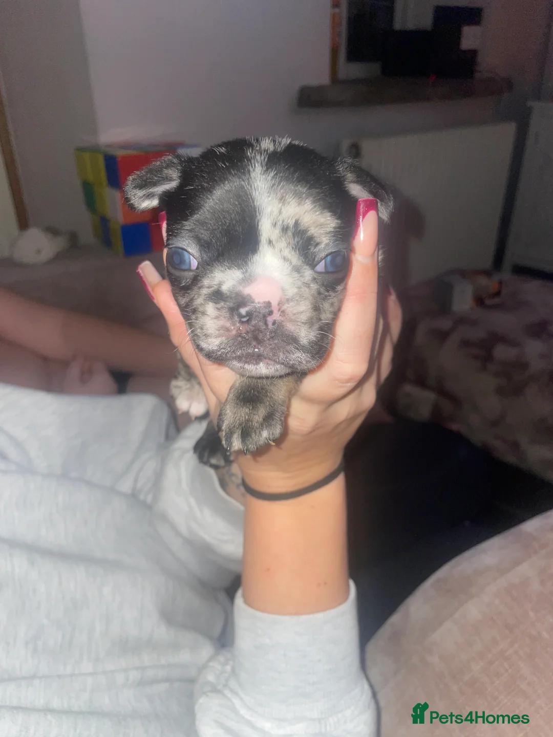 French Bulldog dogs for sale: 3 stunningly unique coloured stocky frenchies - Advert 9