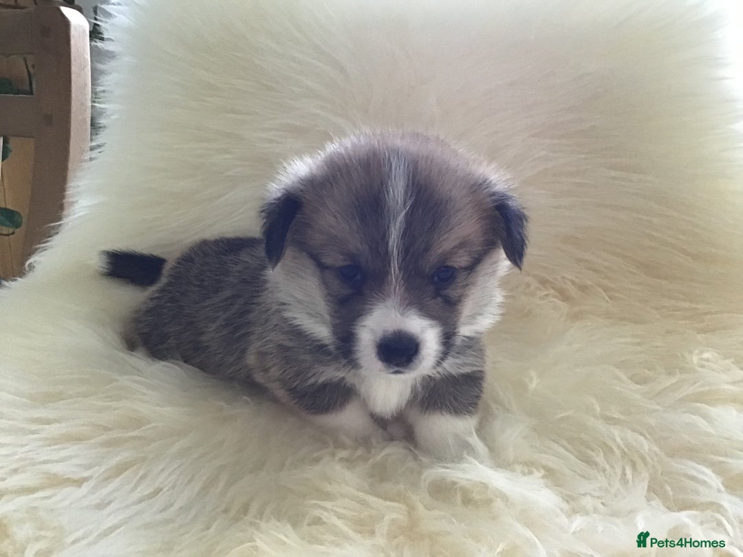 Welsh Corgi Pembroke dogs for sale: Gorgeous Quality Puppies - Advert 5
