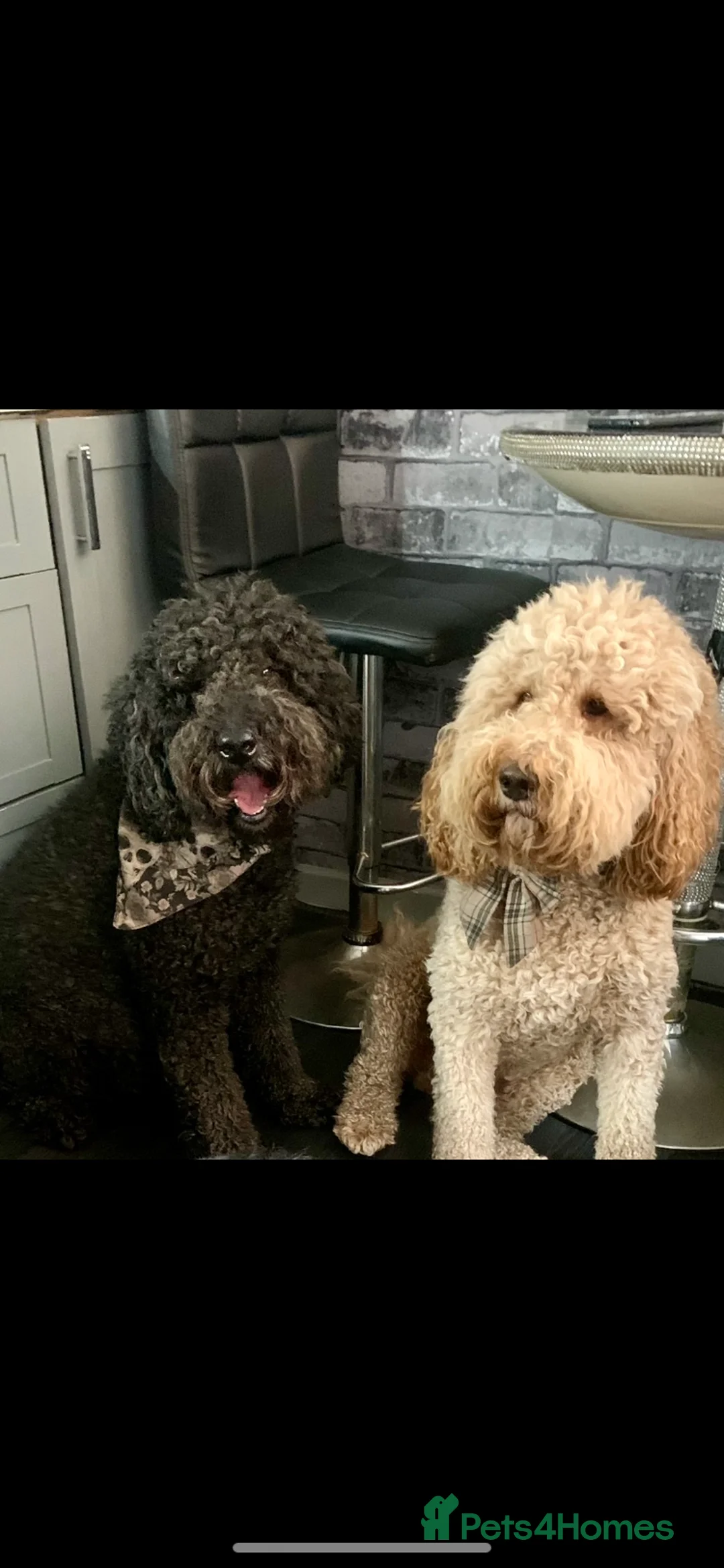 Labradoodle dogs for stud: Proven Extensive DNA health checked Stud in Warrington - Advert 22
