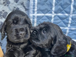 Cocker Spaniel dogs Show-Quality Cocker Spaniel Puppies - Advert 7