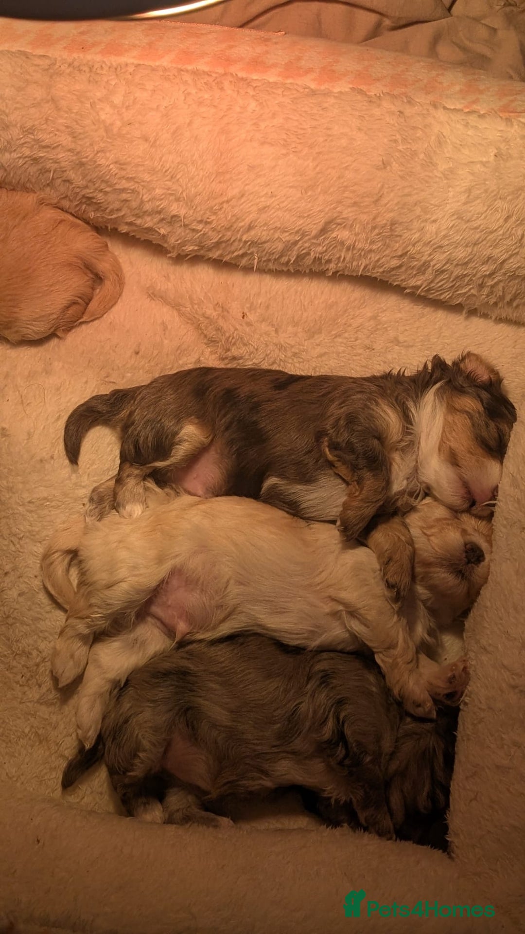 Maltipoo dogs for sale: Quality unique f1 tiny korean maltipoo puppies  - Advert 9