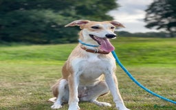 Lurcher dogs for sale: Last girl puppy available now. 💗 - Image 3