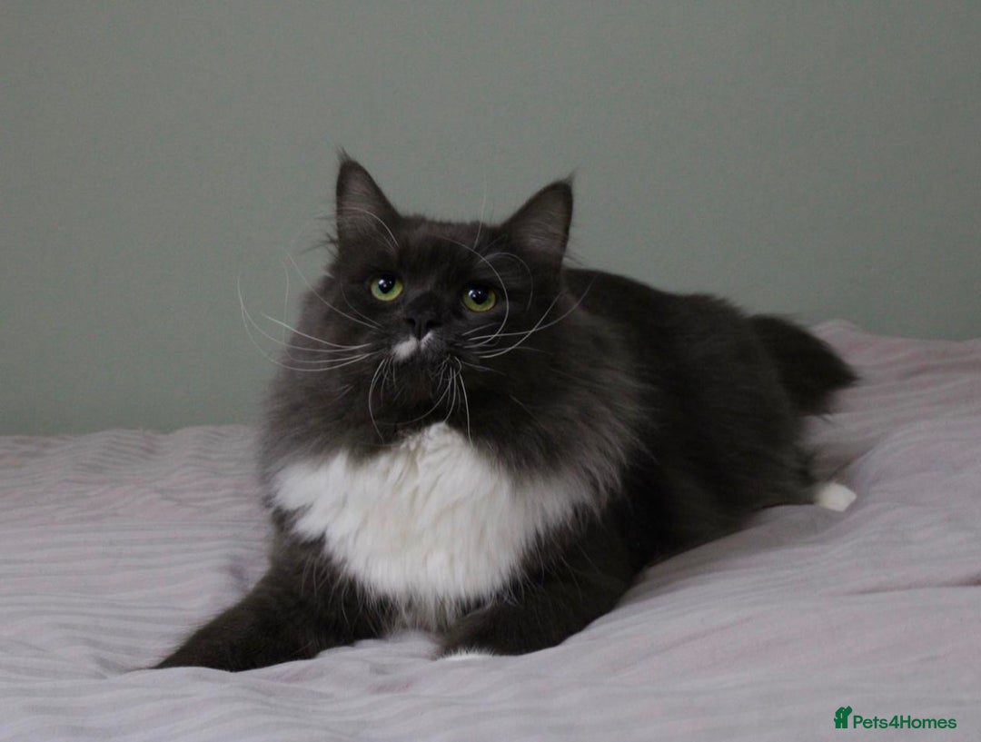 Siberian cats for sale: Siberian male cat  - Advert 3