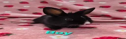Mixed Breed rabbits for sale: Ready Now☆ plush mini lion lop bunnies  - Advert 9