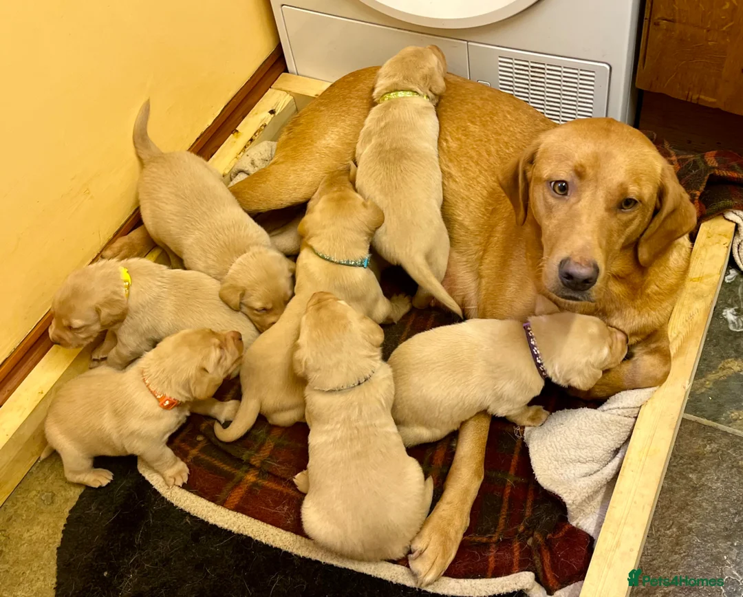 Labrador Retriever dogs for sale: Fox red labs ready now  in Wrexham - Advert 1
