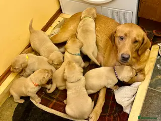 Labrador Retriever dogs Fox red labs ready now - Advert 2