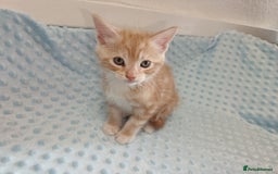 Maine Coon cats for sale: Mainecoon kittens  - Image 10