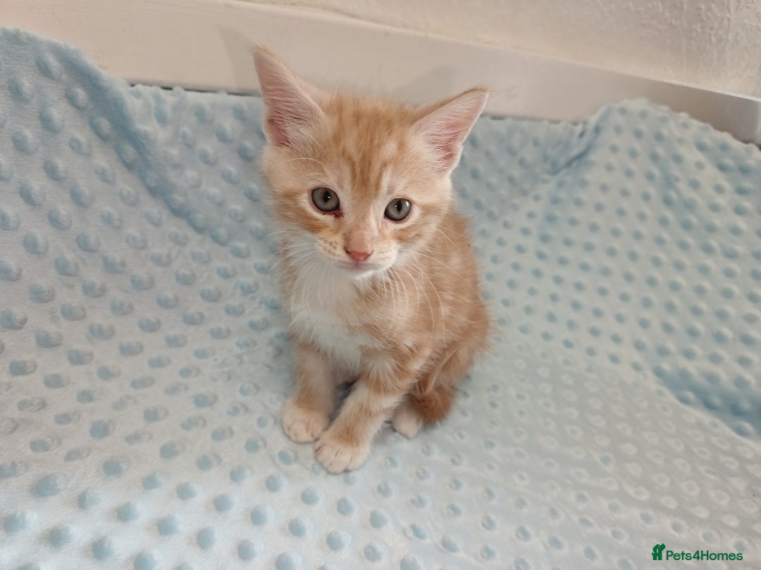 Maine Coon cats for sale: Mainecoon kittens  - Image 10