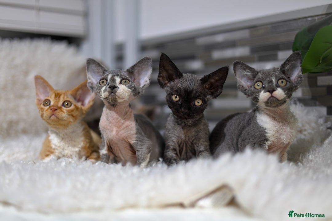 Devon Rex cats for sale: Devon Rex Kittens  - Image 21