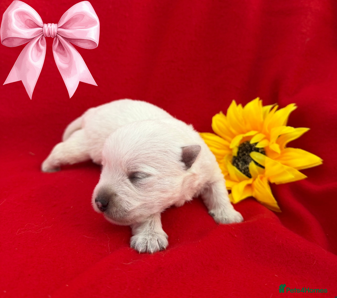 West Highland Terrier dogs for sale: KC West Highland Terriers 🧬 Health Tested Parents - Advert 6
