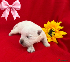 West Highland Terrier dogs KC West Highland Terriers 🧬 Health Tested Parents - Advert 1