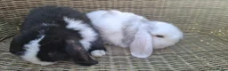 Mini Lop rabbits for sale: Bundles of fluff ready to be reserved  - Advert 11