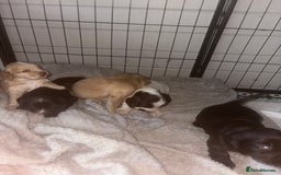 Cocker Spaniel dogs for sale: KC FTCH working cocker spaniel puppy’s  - Image 8