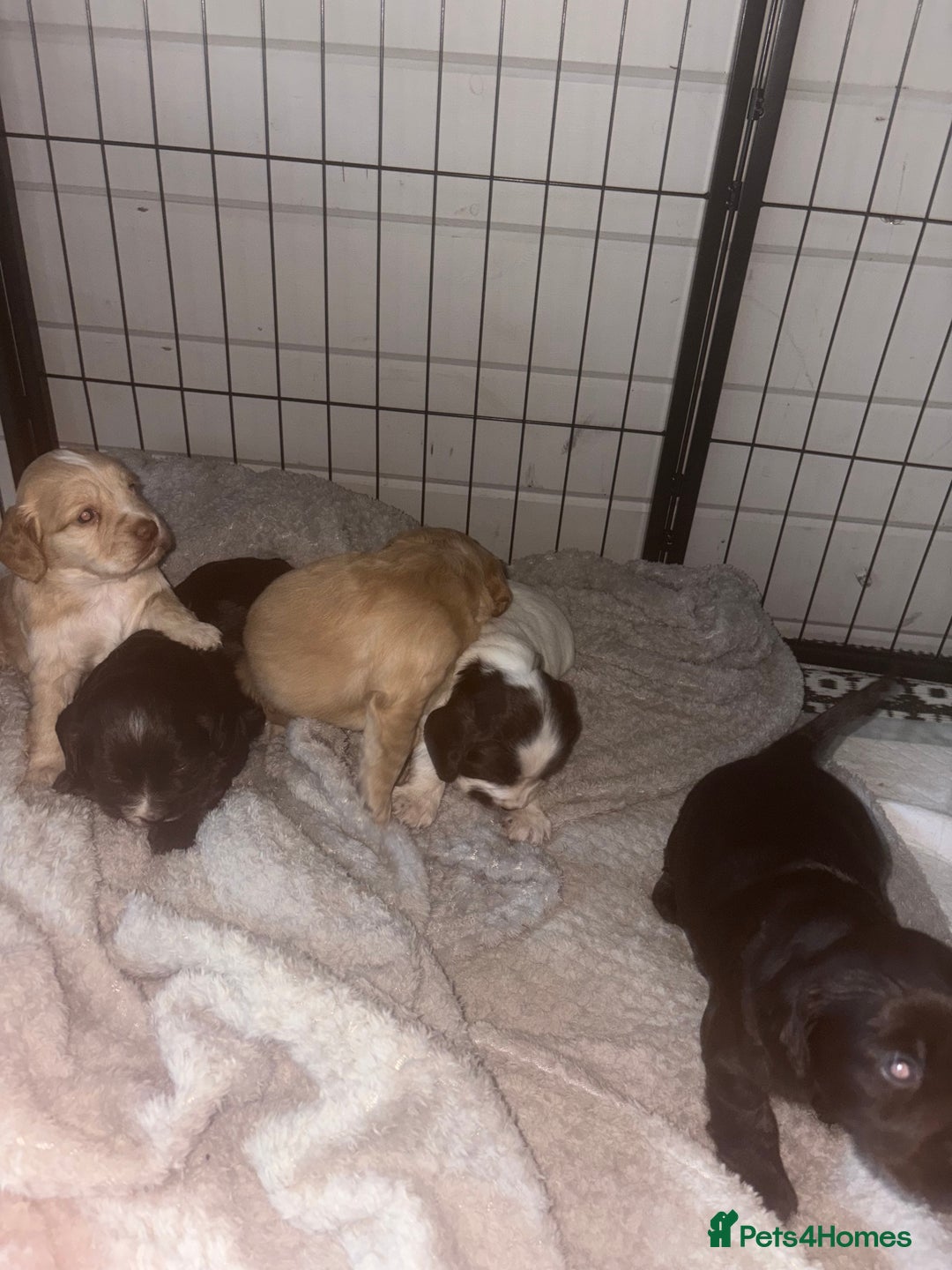 Cocker Spaniel dogs for sale: KC FTCH working cocker spaniel puppy’s  - Image 8