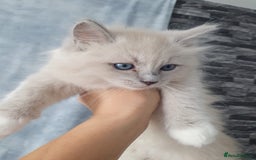 Ragdoll cats for sale: Blue mitted light mink  - Image 8