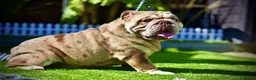 English Bulldog dogs for sale: 💖Last girl left  - Advert 4