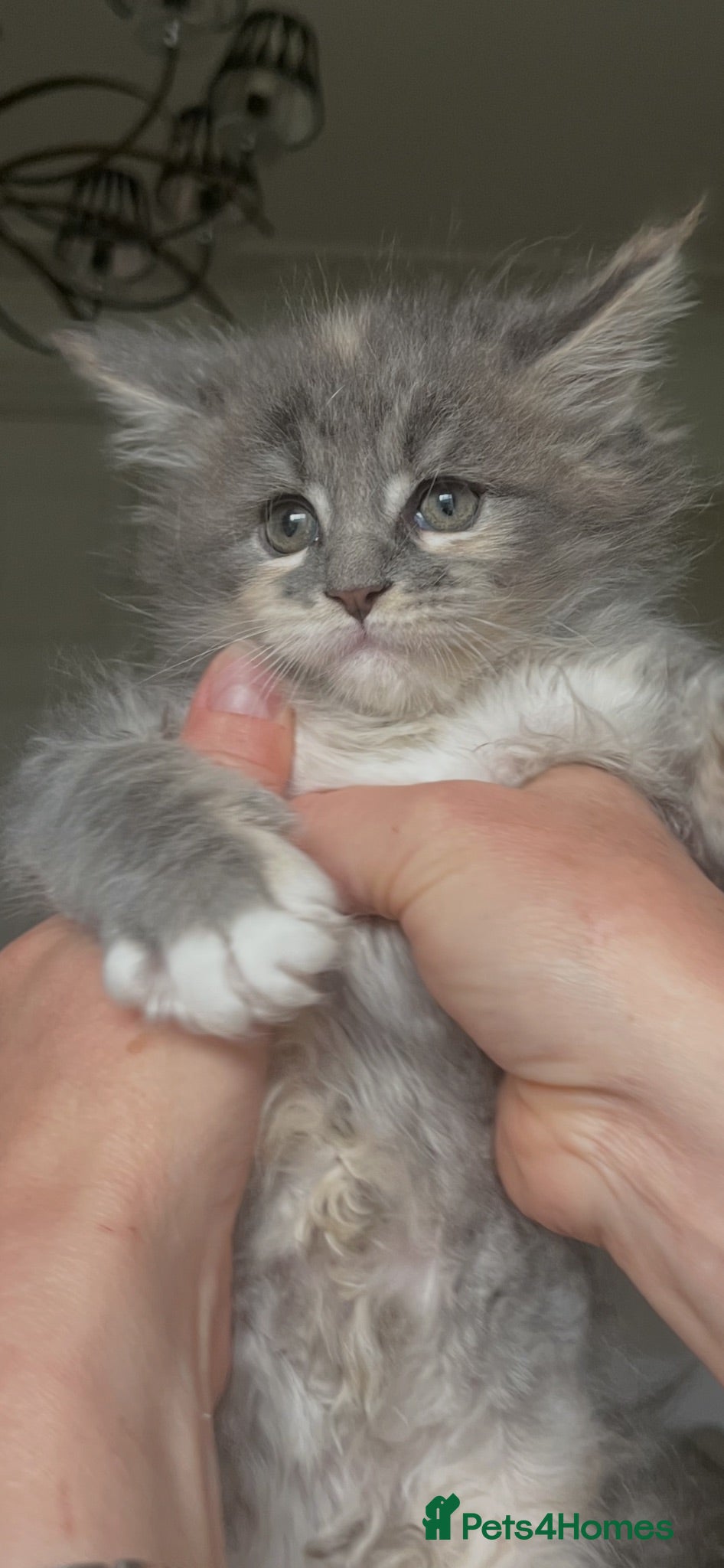 Maine Coon cats Pure breed Maine coon kitten  - Advert 1