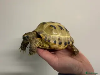 Tortoise reptiles Horsfield tortoises for sale - Advert 3