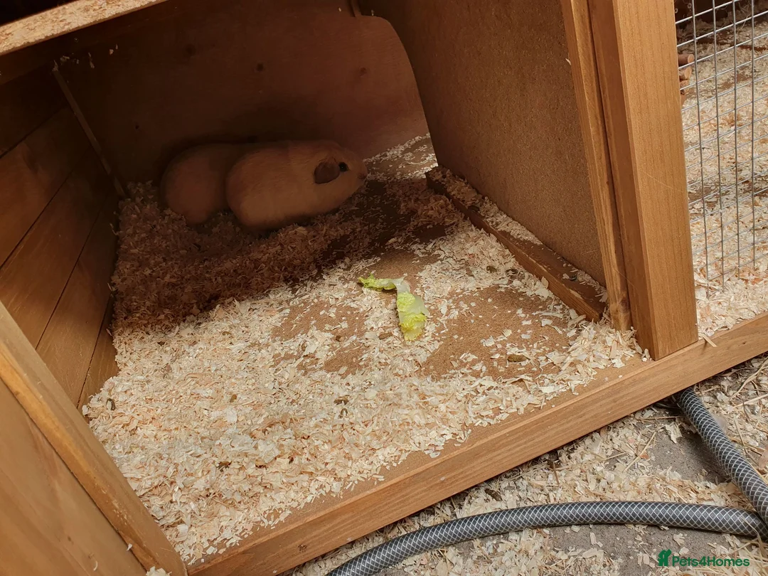 Guinea Pig rodents for sale: 2 male gunnipigs  in Skegness - Advert 2