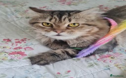 Mixed Breed cats for adoption: Rio wants warm cuddles and lots of fuss - Image 8