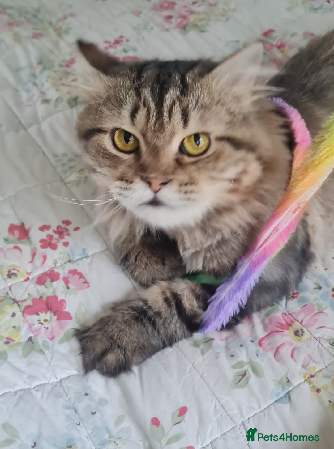 Mixed Breed cats for adoption: Rio wants warm cuddles and lots of fuss - Image 8