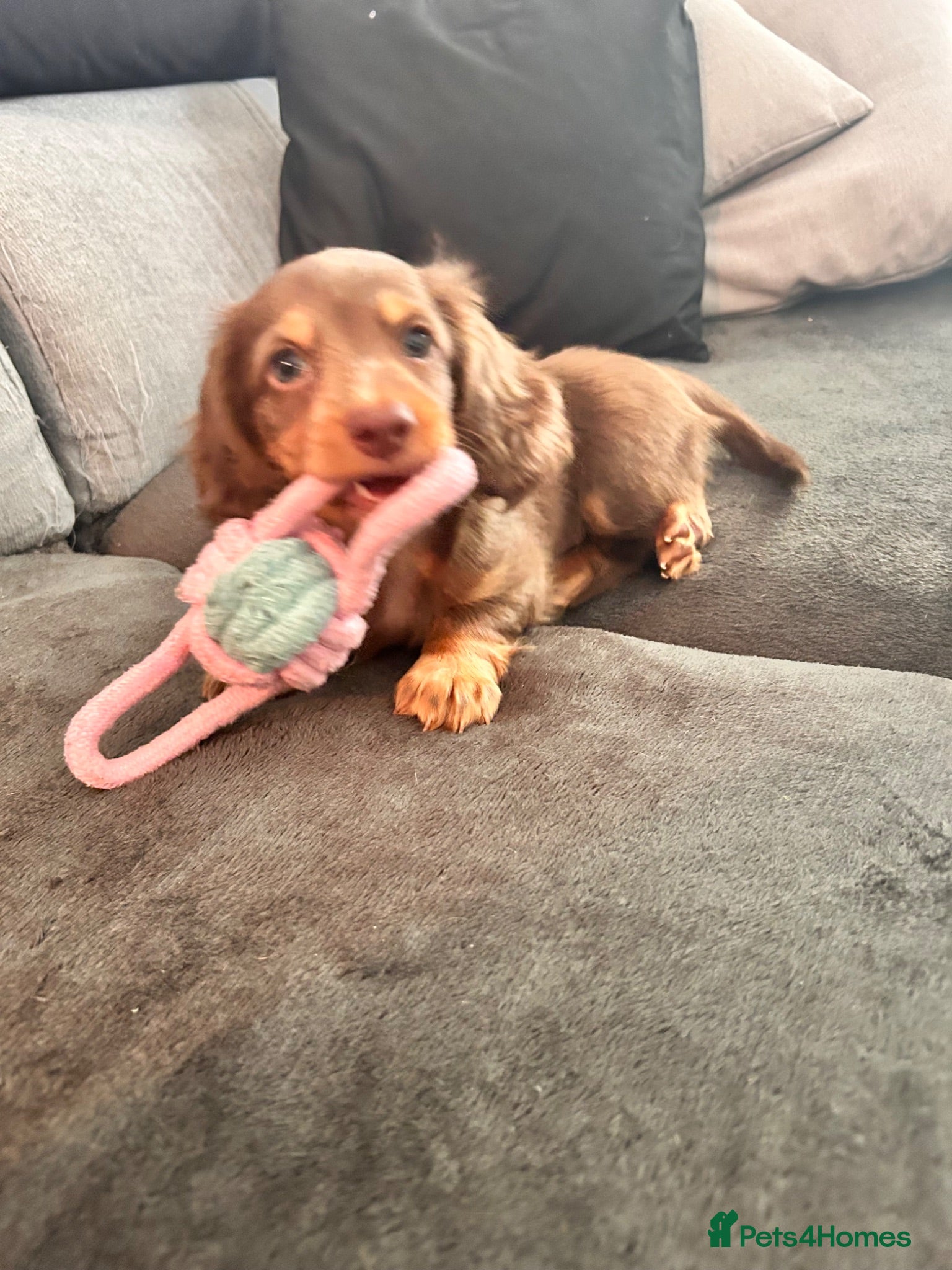 Miniature Dachshund dogs Stunning long hair Gold brown boy 🩵 - Advert 16