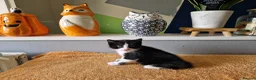Mixed Breed cats for sale: Noodle the boy cat  - Advert 1