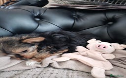 Yorkshire Terrier dogs for sale: Tiny yorkie  - Image 3