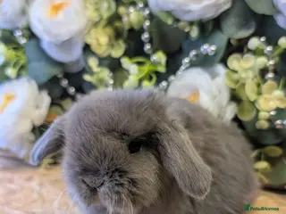 Mini Lop rabbits Mini lops ( Est since 2014 )ready 5th April - Advert 14