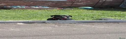Mixed Breed dogs for sale: Dachshund x Rottweiler  - Advert 12