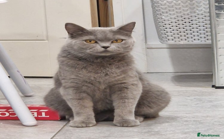 British Shorthair cats - Advert 12